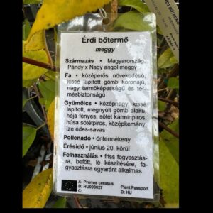 Érdi bőtermő meggy (prunus cerasus ‘érdi botermo’)