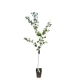Bergeron kajszi (prunus armeniaca 'bergeron') Hungaroplant