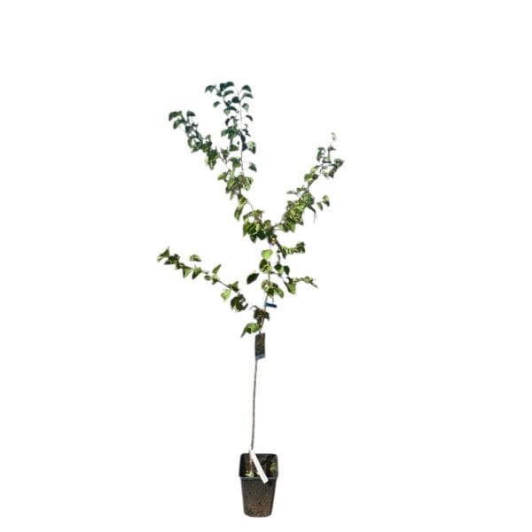 Hungaroplant