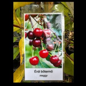 Érdi bőtermő meggy (prunus cerasus ‘érdi botermo’)