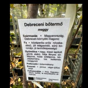 Debreceni bőtermő meggy (prunus cerasus ‘debreceni botermo’)