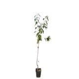 Linda cseresznye (prunus avium 'linda') Hungaroplant