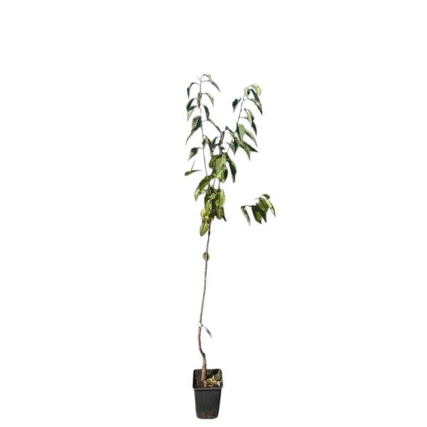 Hungaroplant