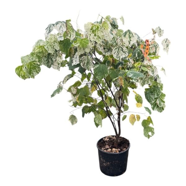 Hungaroplant
