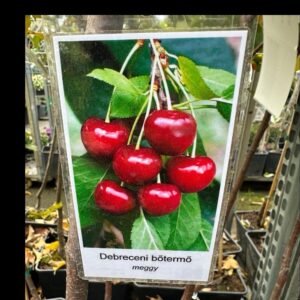 Debreceni bőtermő meggy (prunus cerasus ‘debreceni botermo’)