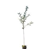 Debreceni bőtermő meggy (prunus cerasus 'debreceni botermo') Hungaroplant