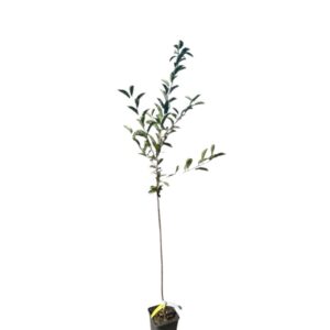 Debreceni bőtermő meggy (prunus cerasus ‘debreceni botermo’)