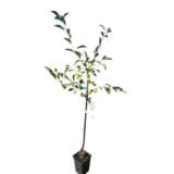 Érdi bőtermő meggy (prunus cerasus 'érdi botermo') Hungaroplant