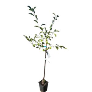 Érdi bőtermő meggy (prunus cerasus ‘érdi botermo’)