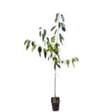Germersdorfi 3 cseresznye (prunus avium 'germersdorfi 3') Hungaroplant