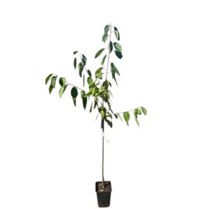 Germersdorfi 3 cseresznye (prunus avium ‘germersdorfi 3’)