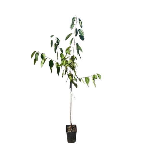Hungaroplant