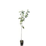 Carmen cseresznye (prunus avium 'carmen') Hungaroplant