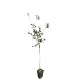 Besztercei szilva (prunus domestica 'besztercei') Hungaroplant