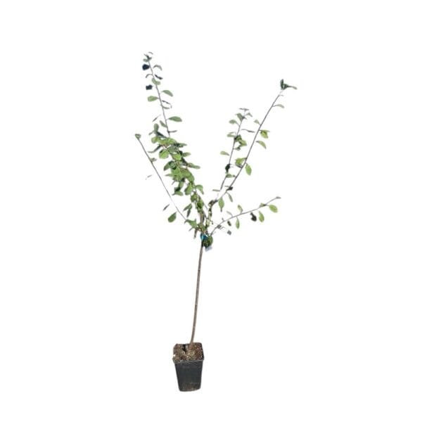 Hungaroplant