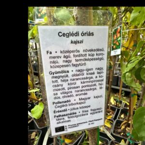 Ceglédi óriás kajszi (prunus armeniaca ‘ceglédi óriás’)