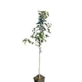 Cacanska Rodna szilva (prunus domestica 'cacanska rodna') Hungaroplant