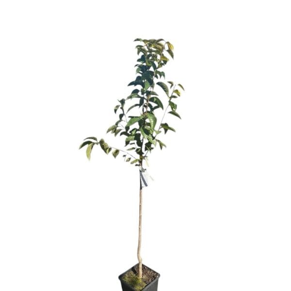 Hungaroplant