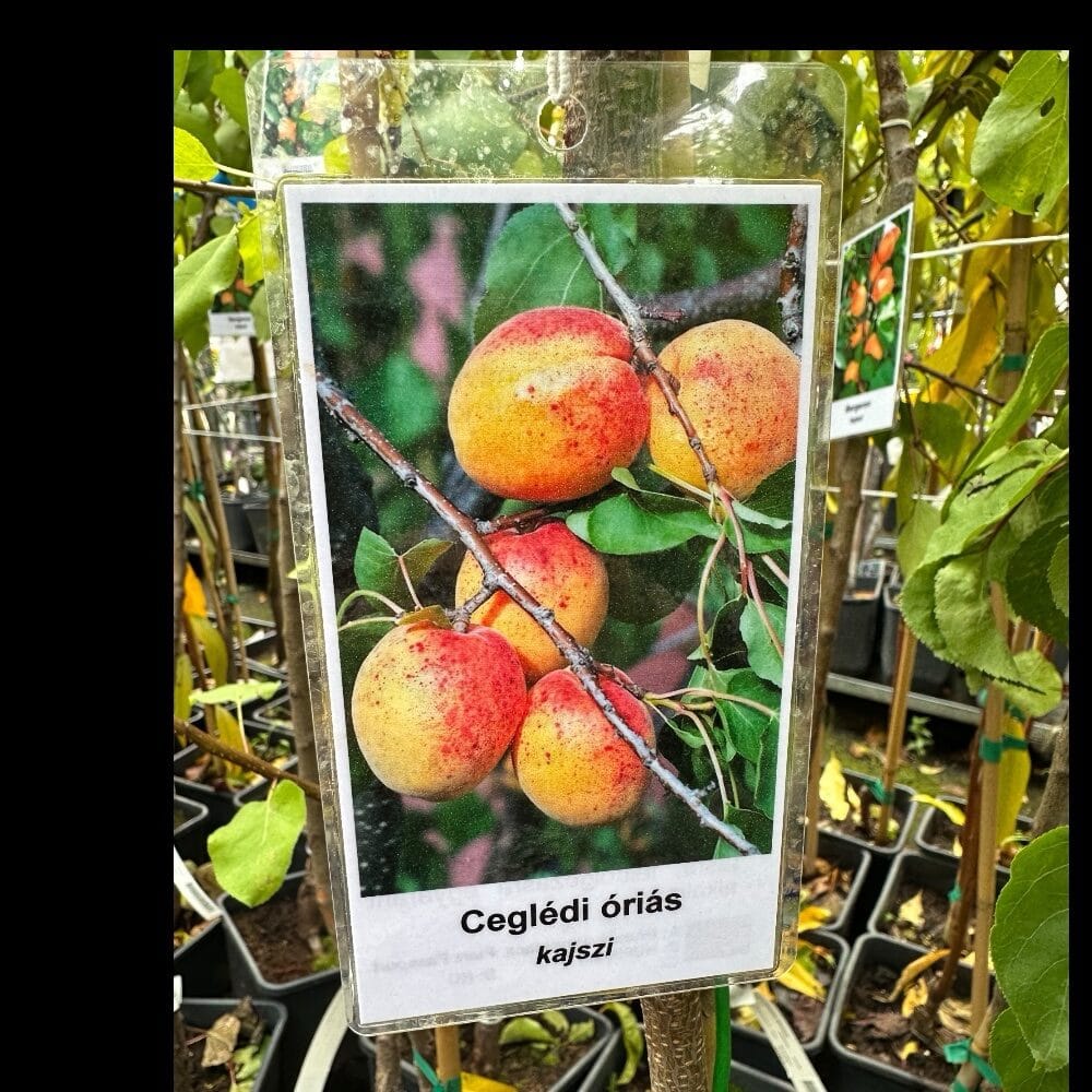 photoroom_028_20251007_114342 Hungaroplant