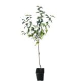 Jiro datolyaszilva (diospyros kaki 'jiro') Hungaroplant