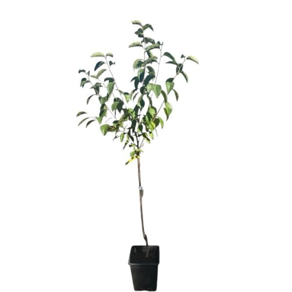 Hungaroplant