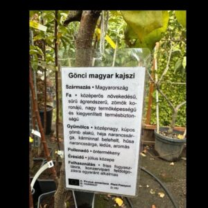 Magyar kajszi (Prunus armeniaca ‘Magyar kajszi’)