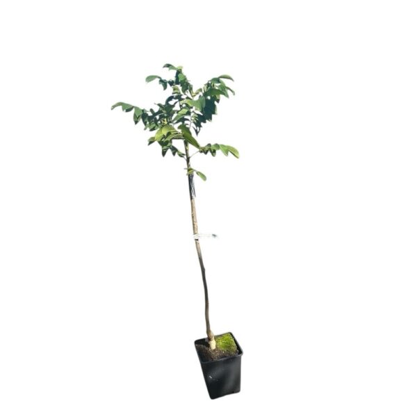 Hungaroplant