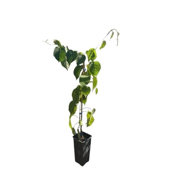 Hungaroplant