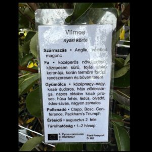 Vilmos körte (pyrus communis ‘vilmos’)