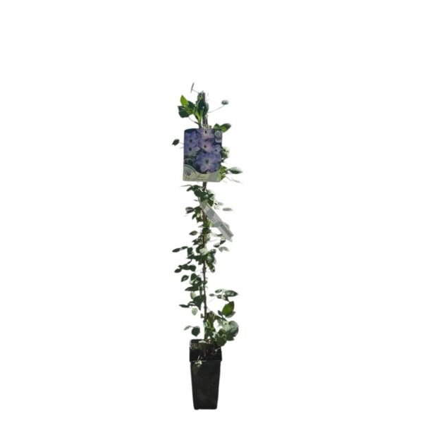 Hungaroplant