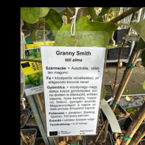 Granny Smith alma (malus domestica ‘granny smith’)