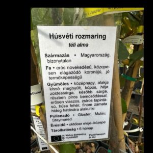 Húsvéti rozmaring alma (malus domestica ‘husveti rozmaring’)