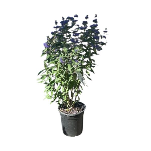 Hungaroplant