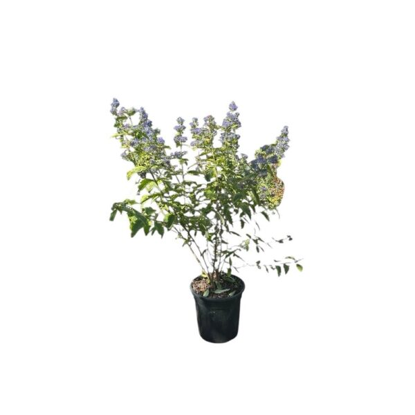 Hungaroplant