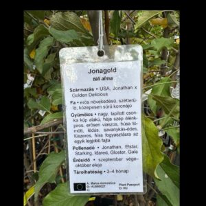 Jonagold alma (malus domestica ‘jonagold’)