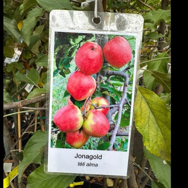 Hungaroplant