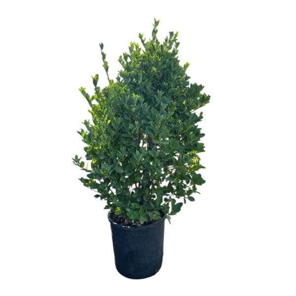 Hungaroplant