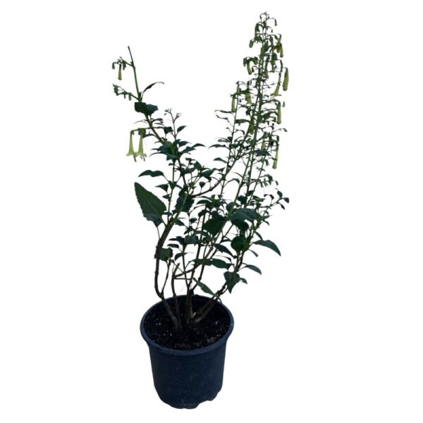 Hungaroplant