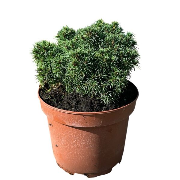 Hungaroplant