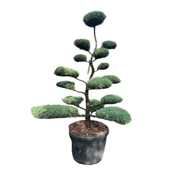 Hungaroplant