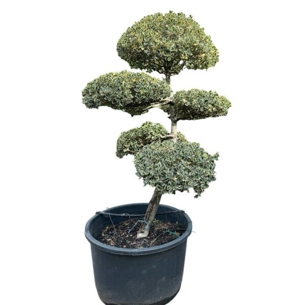 Hungaroplant