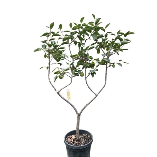 Hungaroplant