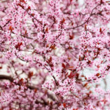 Vérszilva / díszszilva (prunus cerasifera 'woodii') Hungaroplant.hu