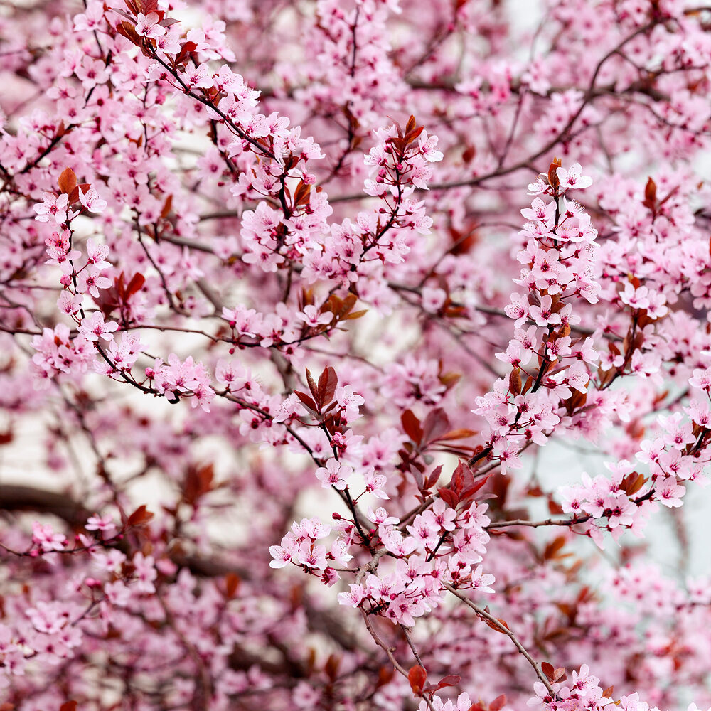 Prunus cerasifera Hungaroplant.hu