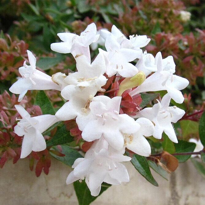 Abelia grandiflora compacta