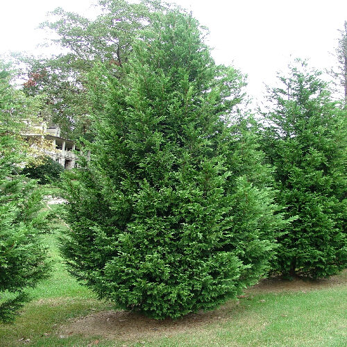 CUPRESSOCYPARIS LEYLANDII