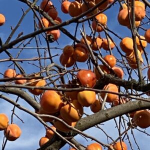 Kaki szilva, datolyaszilva (diospyros kaki ‘rojo brillante’)