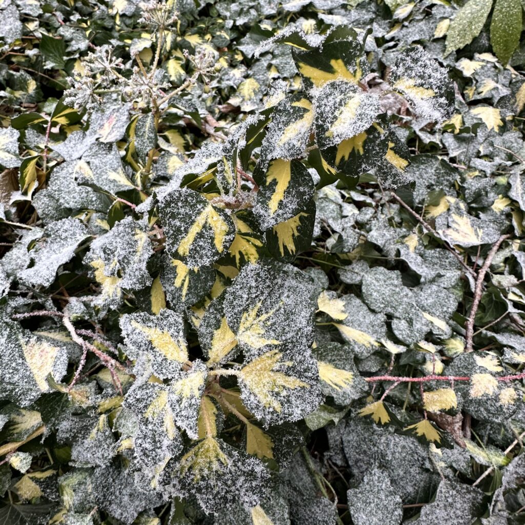 Közönséges borostyán (Hedera helix ‘Goldheart’)
