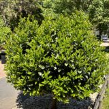 Nagylevelű babérmeggy fa (prunus laurocerasus 'novita') Hungaroplant.hu