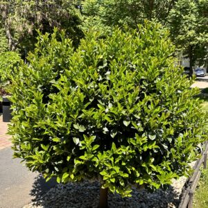 Kezdőoldal Nagylevelű babérmeggy fa (prunus laurocerasus 'novita')